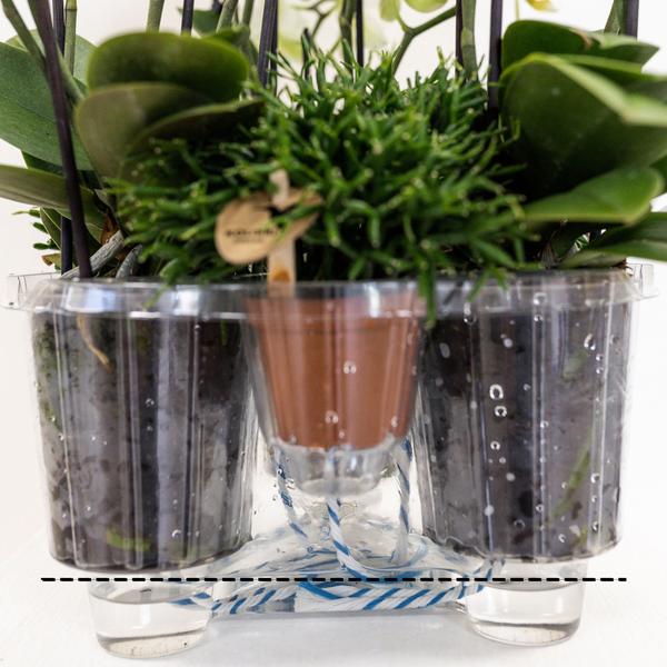 Orchidées colibris | plante d'oranger dans un panier en coton avec réservoir d'eau | trois orchidées oranges Bolzano 9cm et trois plantes vertes | Jungle Bouquet orange avec réservoir d'eau autonome