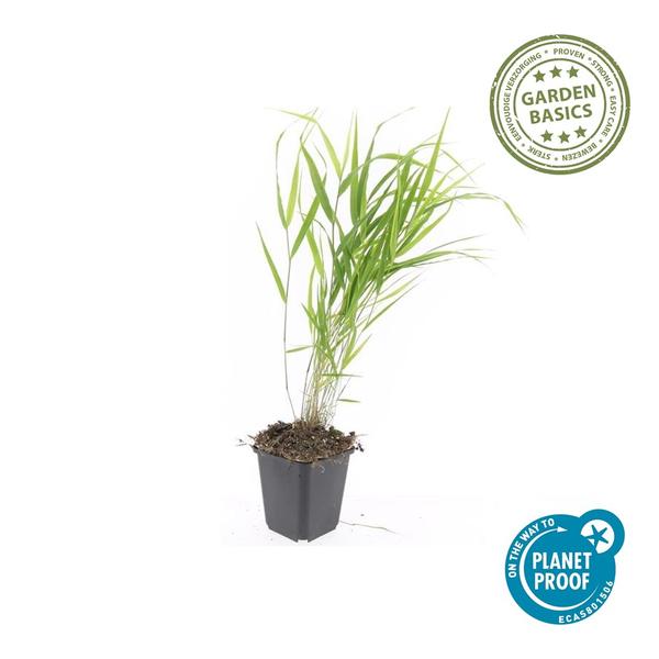Hakonechloa macra - ↕10-25cm - Ø9cm - 60x