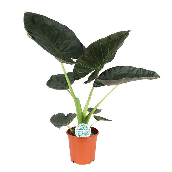 Bouclier Alocasia Regal Ø21cm - ↕100cm