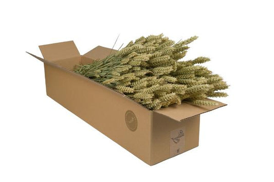 Fleurs séchées - Blé (Triticum) - Naturel - 4 bottes - ↕60cm