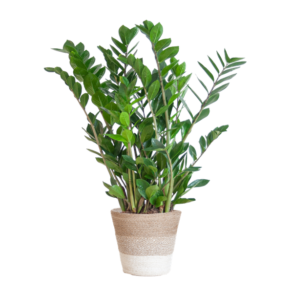 Zamioculcas Zamiifolia avec Panier Lisbonne blanc - 80cm - Ø21