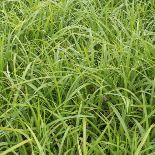 Carex morrowii 'Irish Green' - ↕10-25cm - Ø9cm - 60x