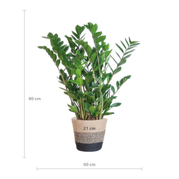 Zamioculcas Zamiifolia avec Panier Lisbonne noir - 80cm - Ø21