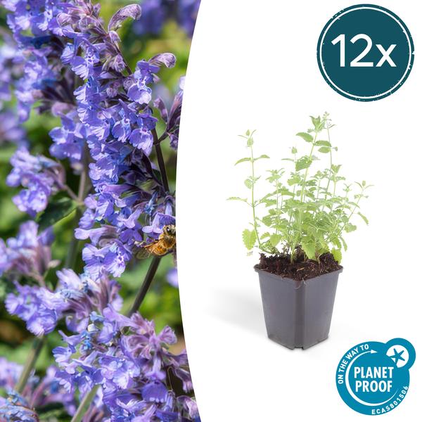 Nepeta 'Six Hills Giant' - ↕10-25cm - Ø9cm - 12x