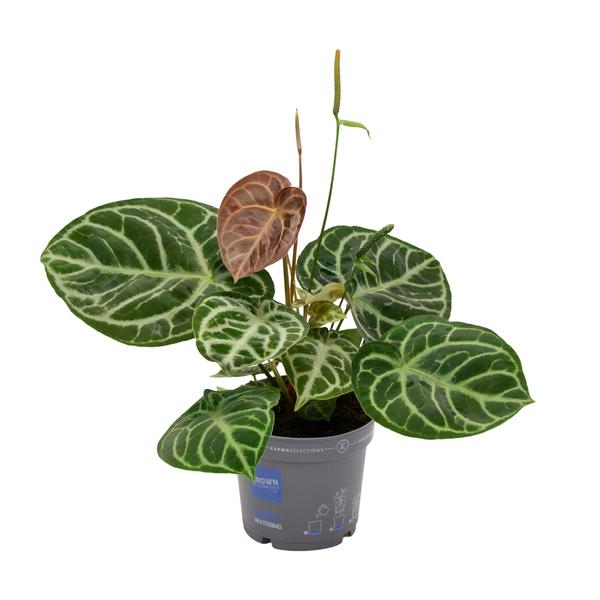 Anthurium Cristal Hybride Compact - Ø17cm - ↕40cm