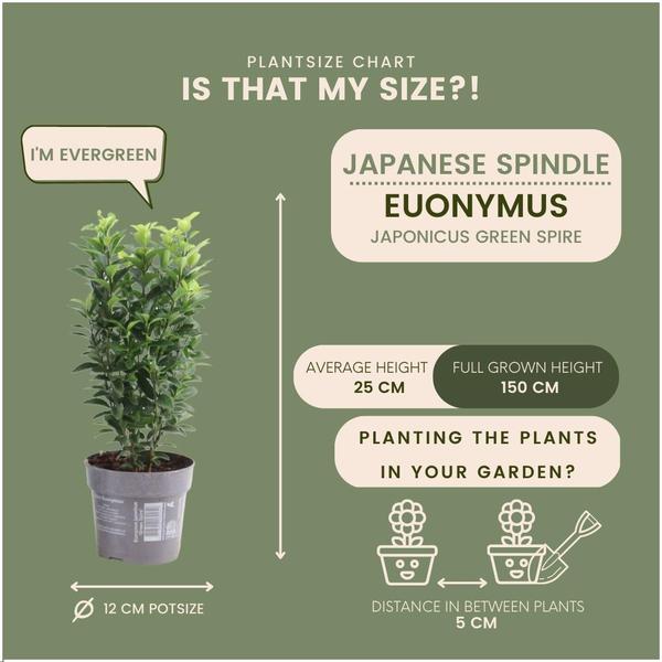Plants by Frank - Haie verte Cardinal's Hat de 1 mètre - Euonymus japonicus 'Green Spire' - Ensemble de 6 plantes de haie rustiques - Haie à feuilles persistantes - Livrées fraîches de la pépinière