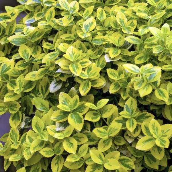 Euonymus fort. 'Emerald 'n Gold’ - ↕10-25cm - Ø9cm - 60x