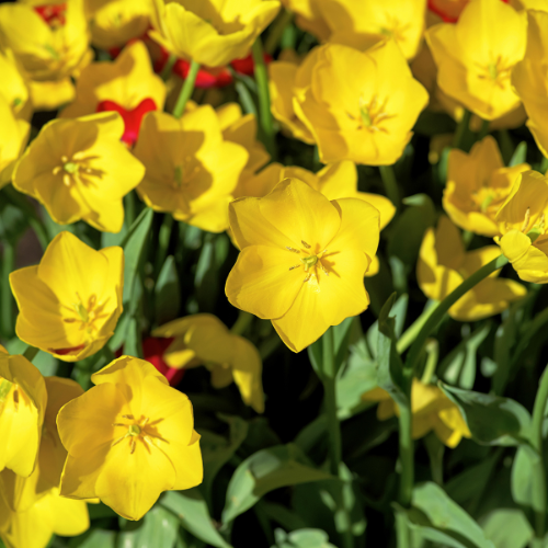 Or fort - Bulbes de tulipes 20 pièces