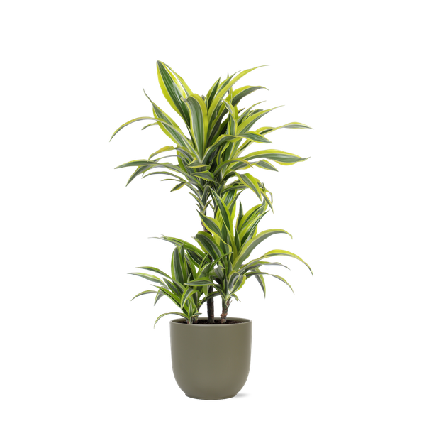 Dracaena Lemon Lime Ø21cm - ↕65cm in Boule OLIJF pot