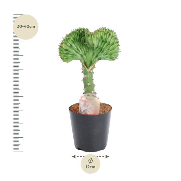 Euphorbia lactea Cristata vert - 35 cm - ø12