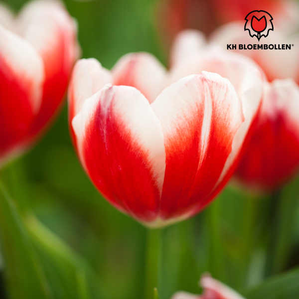 Candy Apple Delight - Bulbes de tulipes 20 pièces
