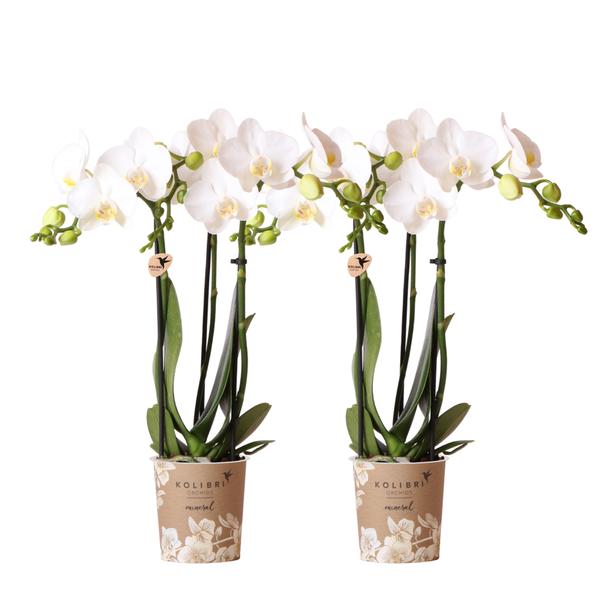 Orchidées colibris | COMBI DEAL de 2 orchidées Phalaenopsis blanches - Amabilis - taille du pot Ø9cm | plante d'intérieur à fleurs - fraîchement sortie du producteur