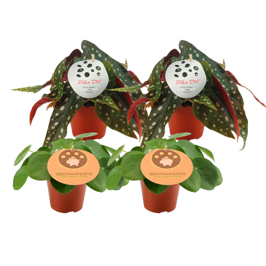 2x Pilea Peperomioides + 2x Begonia Maculata - 4 pièces - Ø12cm - ↕20cm