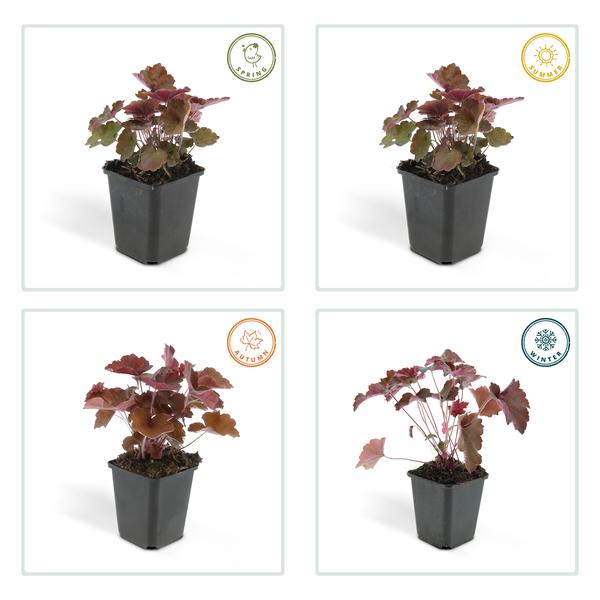Heuchera mic. 'Palace Purple' - ↕10-25cm - Ø9cm - 6x