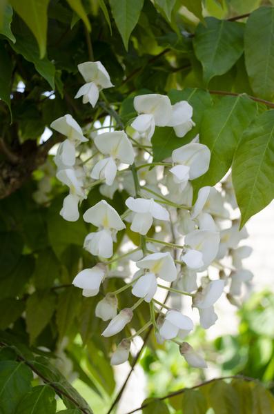 Glycine floribunda Alba - Pluie blanche - Ø15cm - ↕65cm