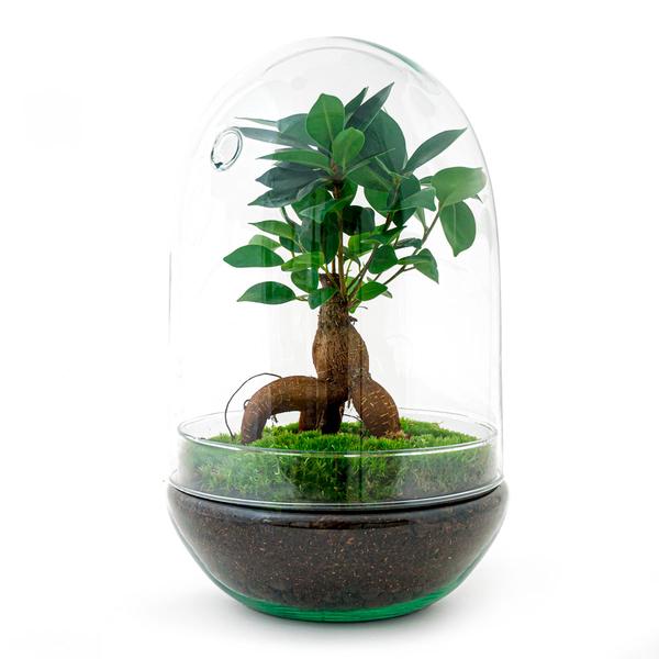 Terrarium DIY - Oeuf XL Bonsaï - ↕ 30 cm