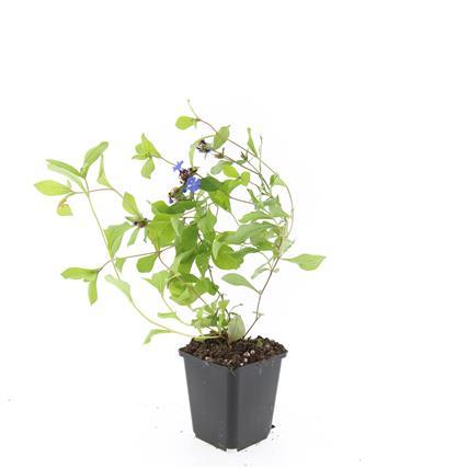 Ceratostigma plumbaginoides - ↕10-25cm - Ø9cm - 60x