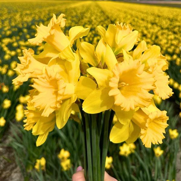 Flowerbulbs Amsterdam - Medium Holland Mix - Sachet de valeur durable, 50 bulbes de fleurs pour 1 m2 de splendeur florale - Taille 12+