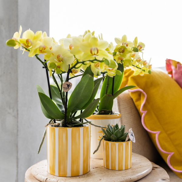 Kolibri Home | Painted stripe - Yellow - Ø6cm