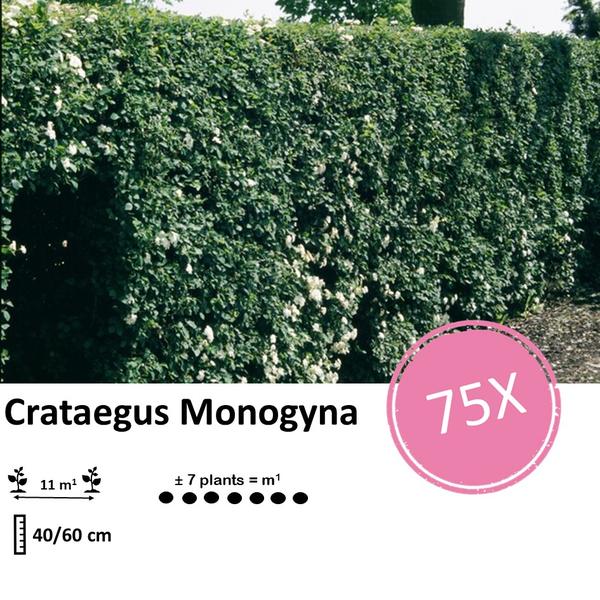 Crataegus Monogyna - Racine nue - 40/60 - 75x