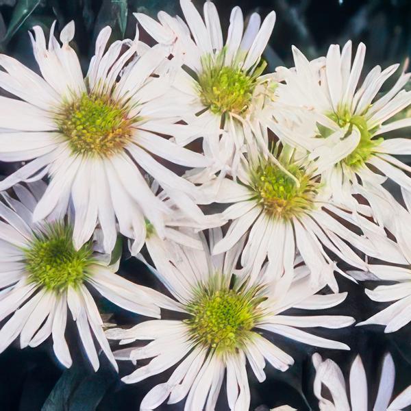Aster ageratoides 'Ashvi' - ↕10-25cm - Ø9cm - 6x