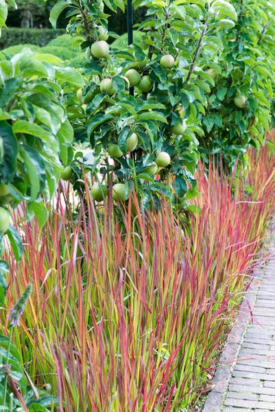 Imperata cylindrica 'Red Baron' - ↕10-25cm - Ø9cm - 60x