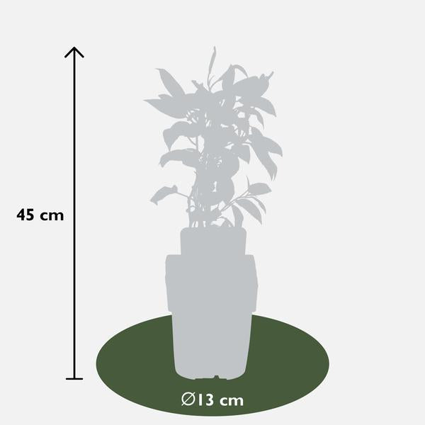 Actinidia arguta 'Issai' - Kiwi - Ø13cm - ↕45cm