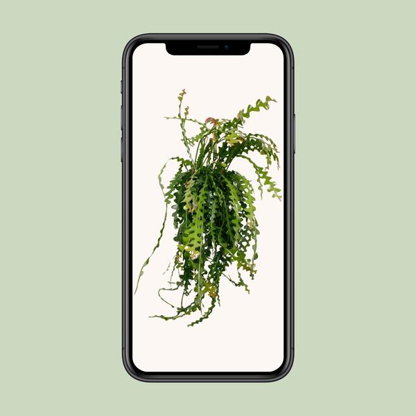 Ephiphyllum Anguliger - Ø21cm - ↕50cm