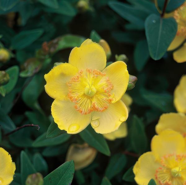 Hypericum calycinum - ↕10-25cm - Ø9cm - 6x