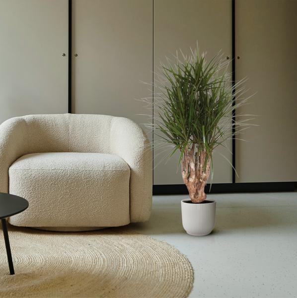 Dracaena Marginata vertakt - 140 cm - ø34