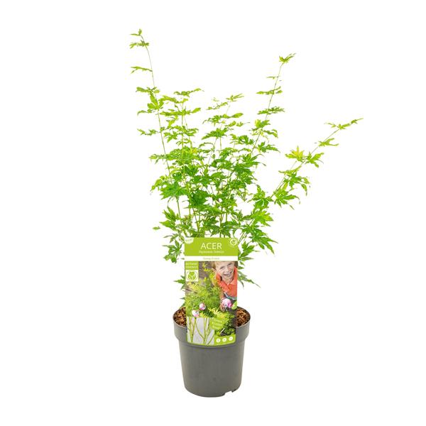 Acer palmatum Going Green - Ø19cm - ↕50cm