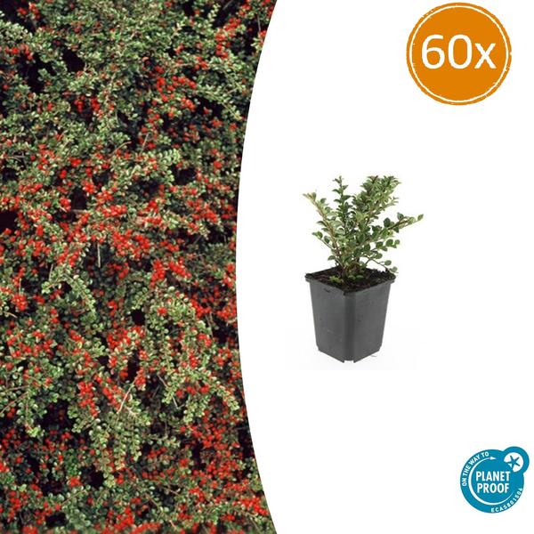 Cotoneaster horizontalis - ↕10-25cm - Ø9cm - 60x