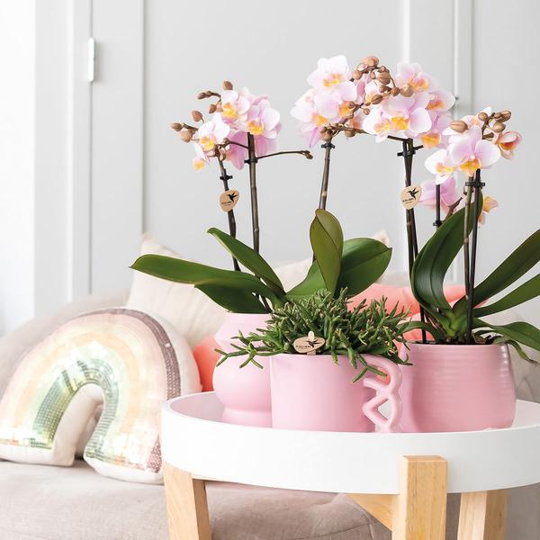 Orchidées colibris | COMBI DEAL de 2 Orchidées phalaenopsis roses - Andorre - taille du pot Ø9cm | plante d'intérieur à fleurs - fraîchement sortie du producteur
