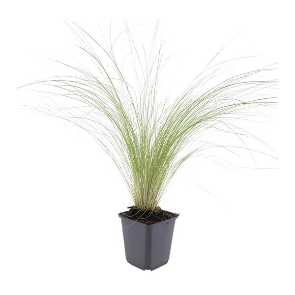 Stipa tenuissima 'Ponytails' - ↕10-25cm - Ø9cm - 6x