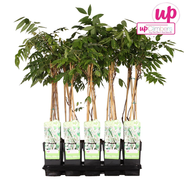 Glycine floribunda Alba - Pluie blanche - Ø15cm - ↕65cm