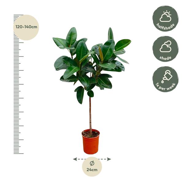 Ficus Elastica Robusta op stam - 110 cm - ø24