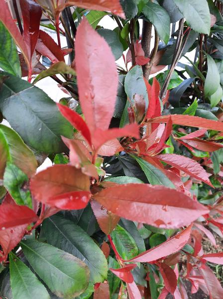 Photinia fraseri 'Carré Rouge' - Haie prête à l'emploi - 120 x 180 cm