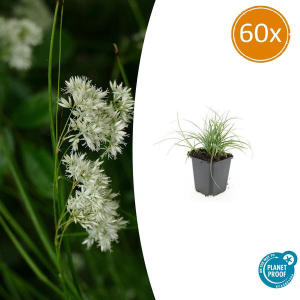 Luzula nivea - ↕10-25cm - Ø9cm - 60x