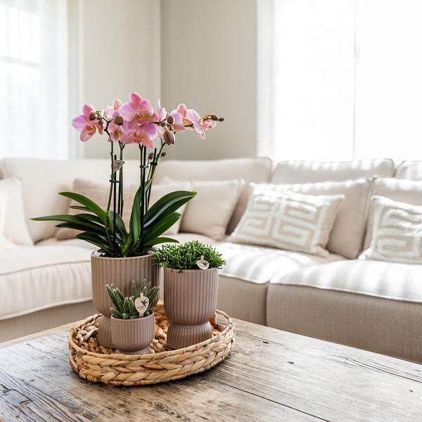 Kolibri Orchids | gele Phalaenopsis orchidee - Mexico + Diabolo pot sand - potmaat Ø9cm | bloeiende kamerplant - vers van de kweker