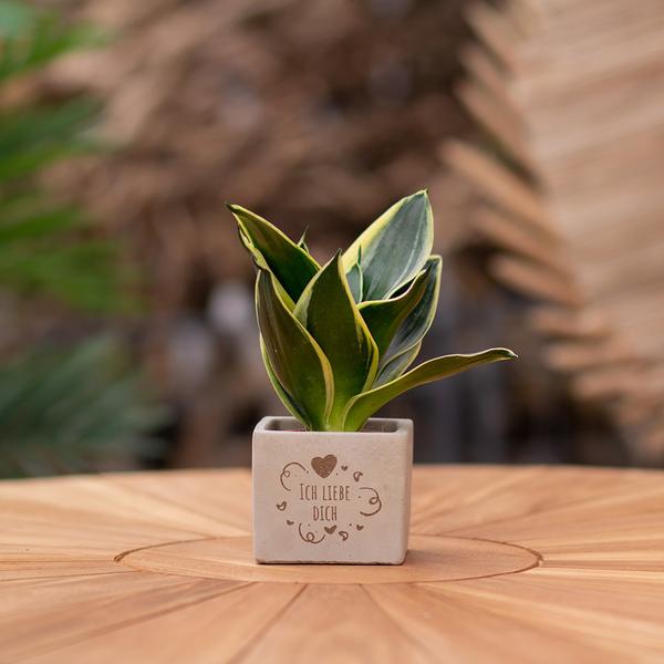 Congreetz® plantpots + Sansevieria | Ich liebe Dich