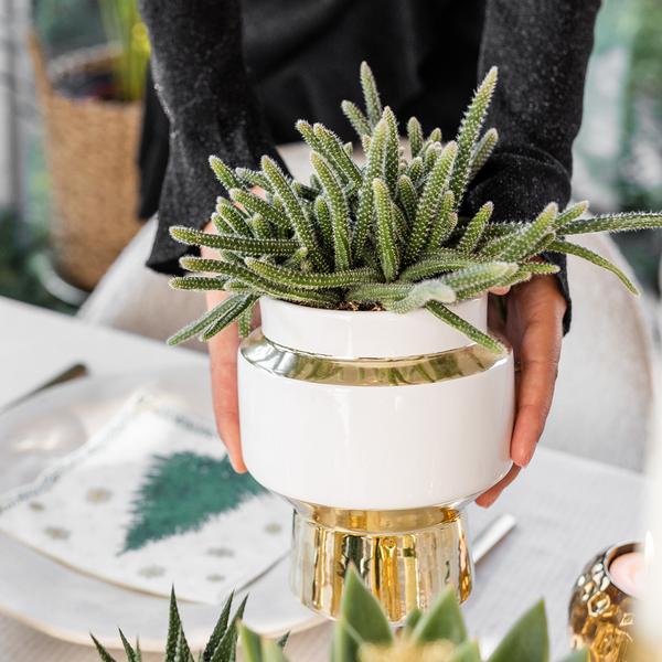 Kolibri Greens | Succulenten set van 2 planten in gouden Le Chic sierpotten - keramiek potmaat Ø9cm