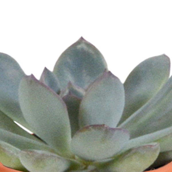 Cactus en vetplanten mix 5.5 cm | 15 stuks - in terracotta pot