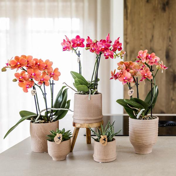 Kolibri Home | Bali sierpot - Sand - Ø6cm