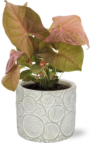 Syngonium Neon - Ø12cm - ↕25cm + Stone Pot Circles D13x11,5cm - Wit