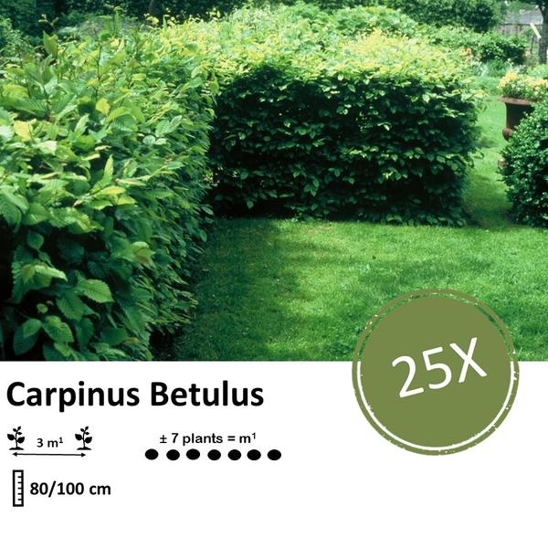 Carpinus Betulus - Racine nue - 80/100 - 25x