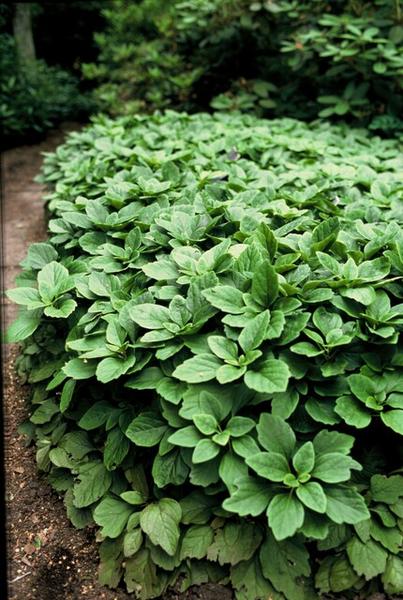 Pachysandra terminalis - ↕10-25cm - Ø9cm - 60x