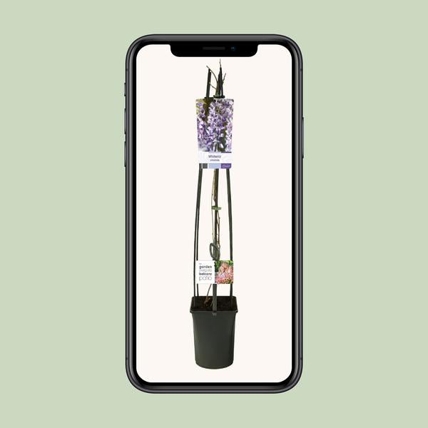 Wisteria Sinensis +Étiquette lumineuse - Ø23cm - ↕115cm