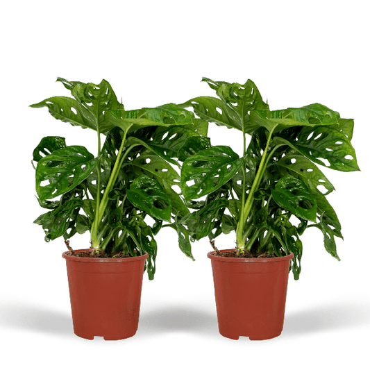 2x Monstera Monkey Leaf - Plante en trou - 30cm - ø12