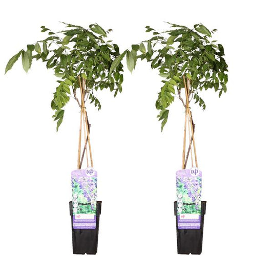 2x Glycine sinensis 'Prolific' - ↨65cm - Ø15