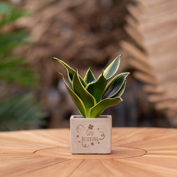 Congreetz® plantpots + Sansevieria | Gute Besserung